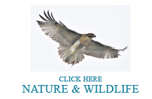 Nature & Wildlife Photography