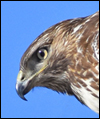 Nature-Wildlife Photography